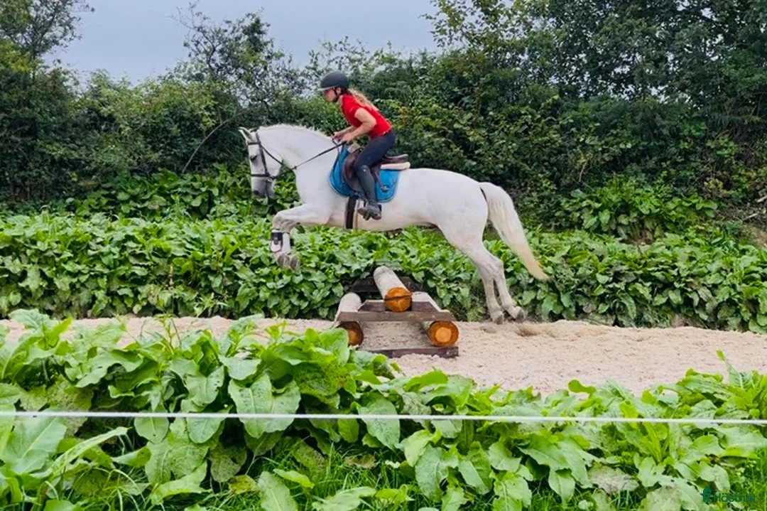 Allround hästar till salu: Gorgeous Connemara gelding - Annons 2
