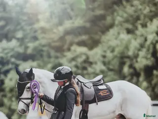 hästar Läromästare - Annons 18