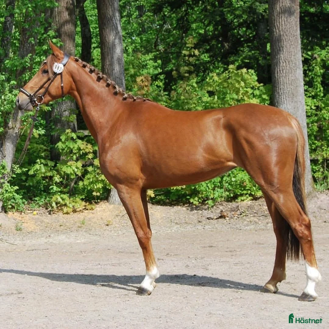  hästservice finnes: Utbildning/inridning/omskolning/rehab i Nykvarn - Annons 3