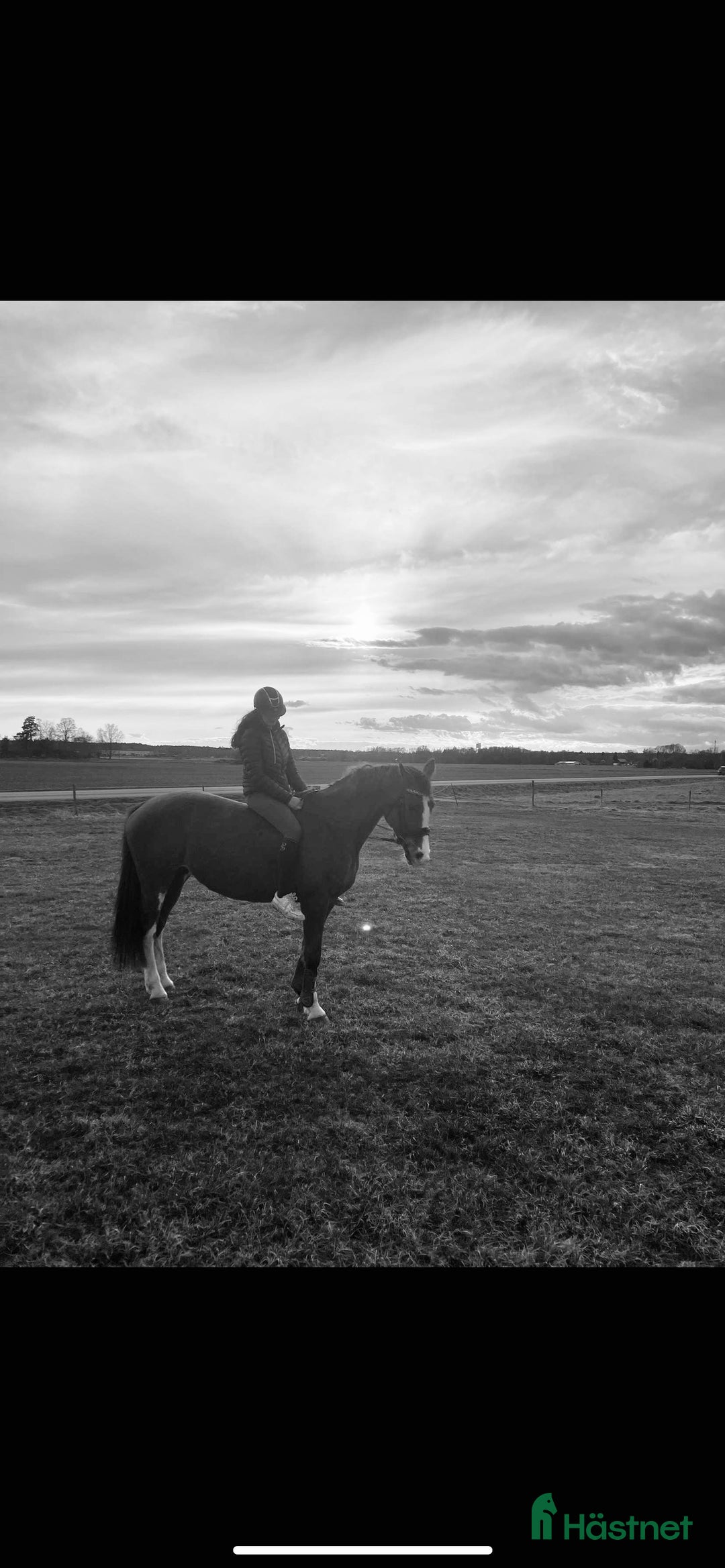 Allround hästar till salu: Sportigt sto  i Östervåla - Annons 2