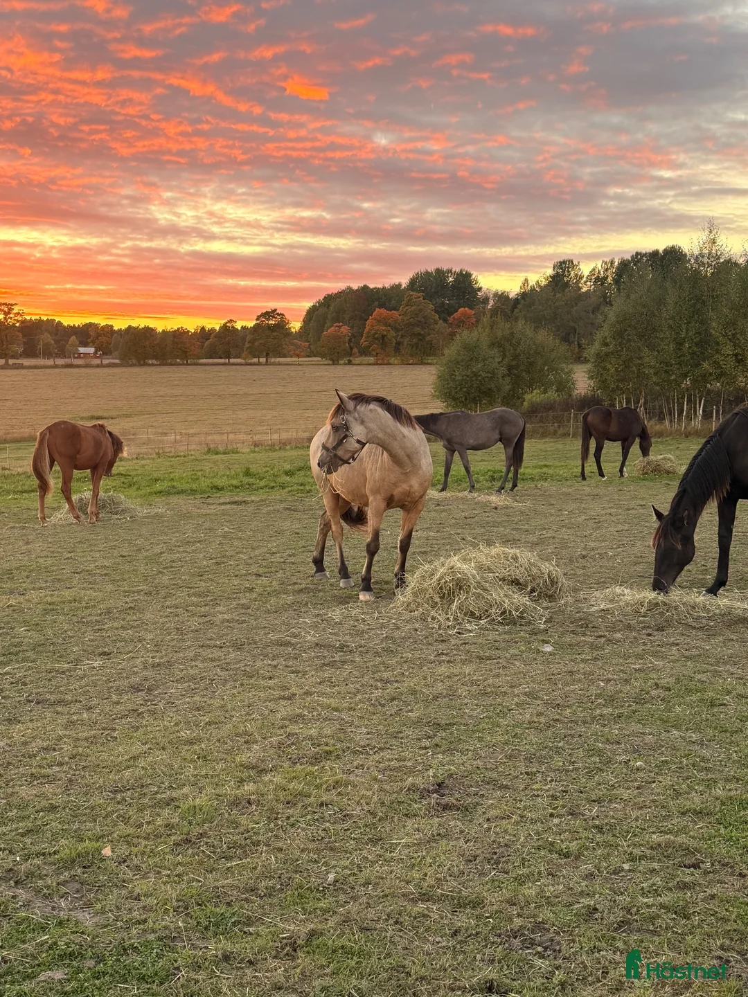  stallplats finnes: Stall uthyres  - Annons 2