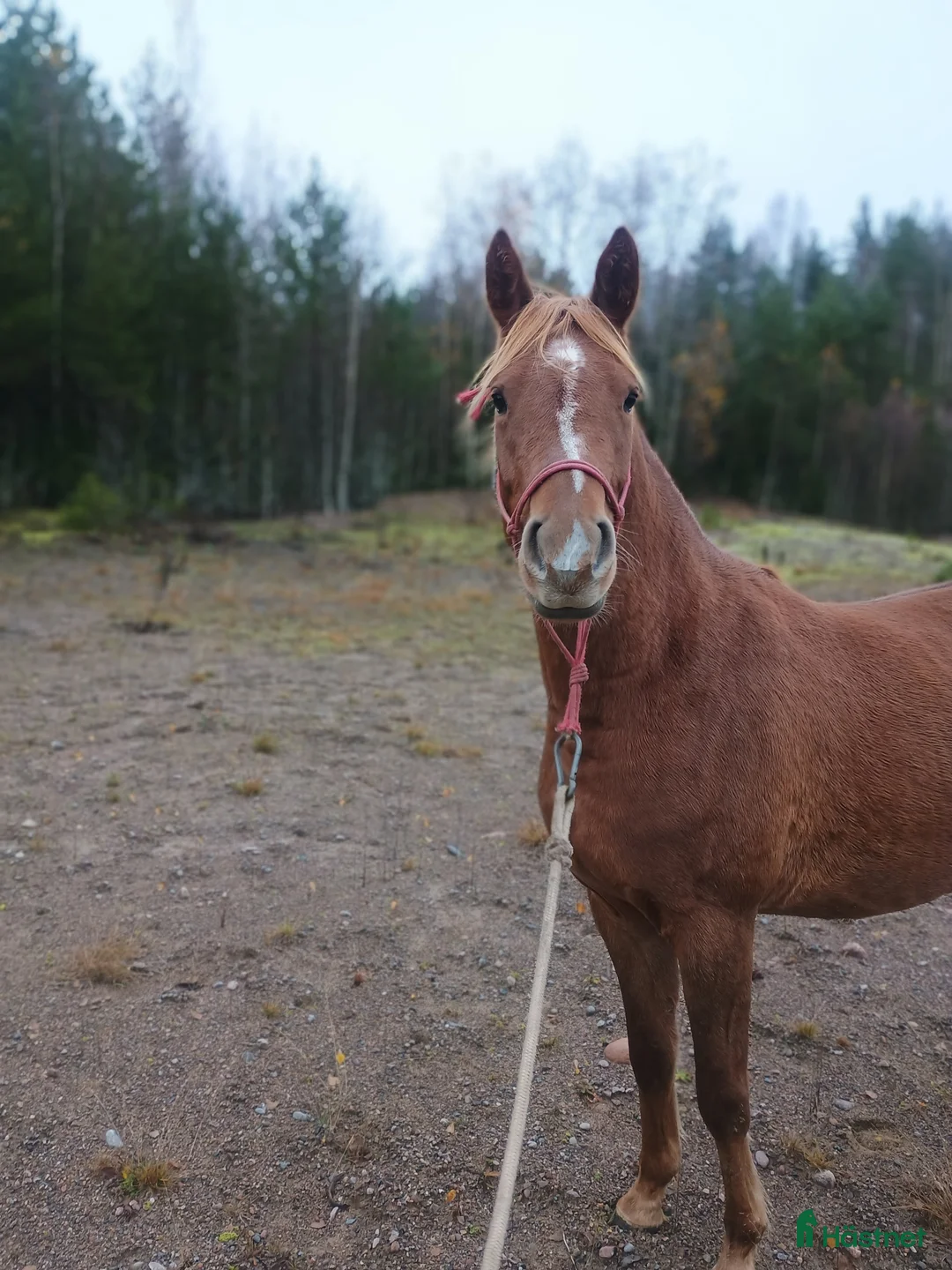 Allround hästar sökes: Trevlig sto  i Åmotfors - Annons 1