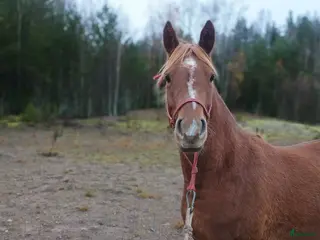 hästar Trevlig sto i Åmotfors - Annons 22