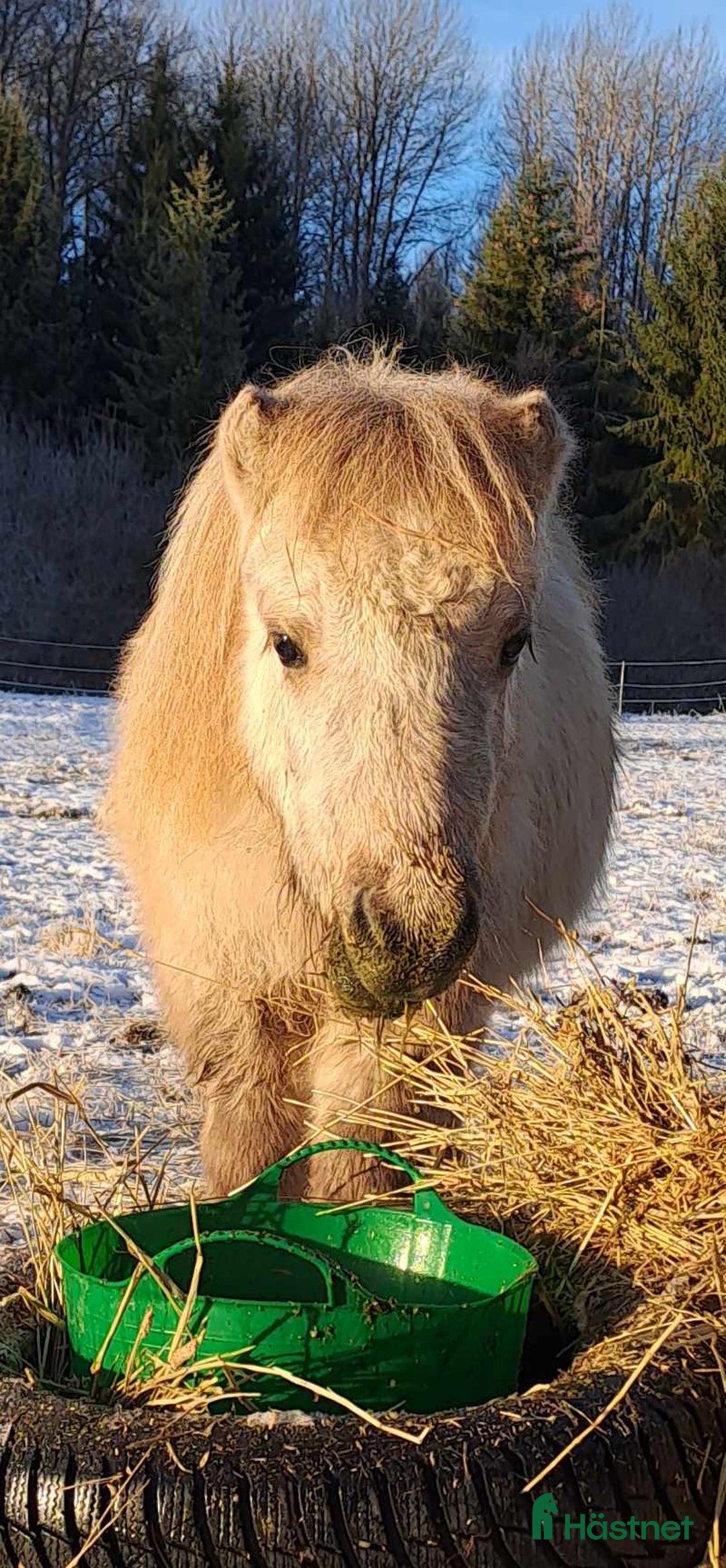 Allround hästar till salu: Söt mini hingst på 3 år - Annons 6