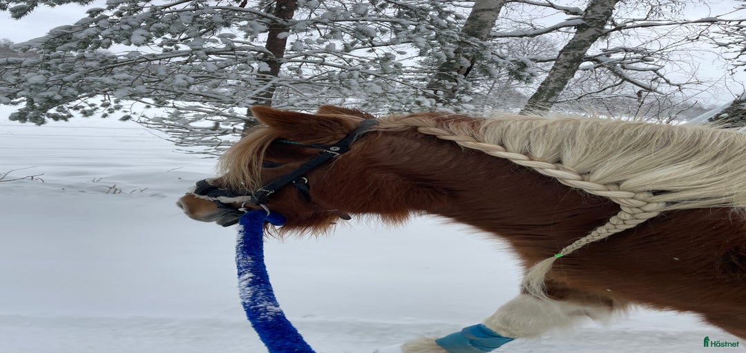 Galleribild {{count}}