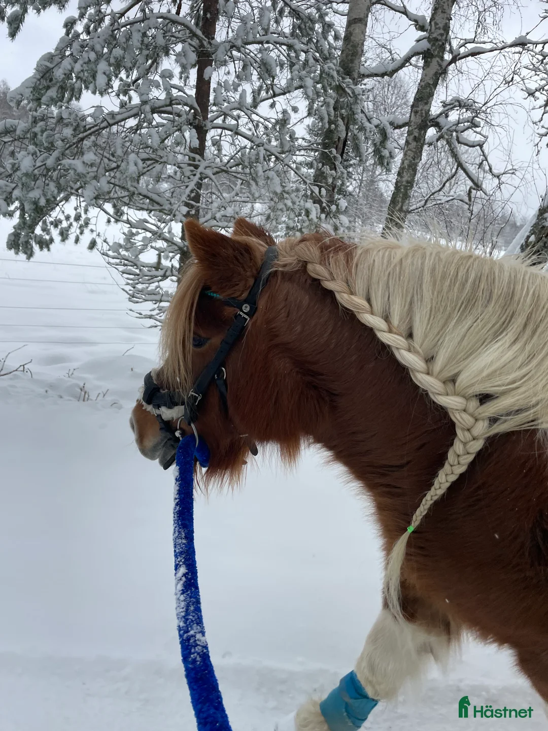 Galleribild {{count}}