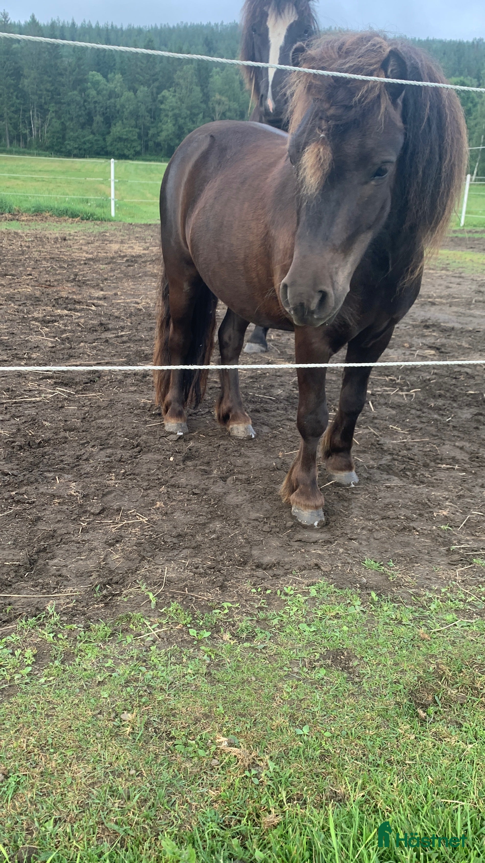  hästar Snäll och lättsam valack  - Annons 1