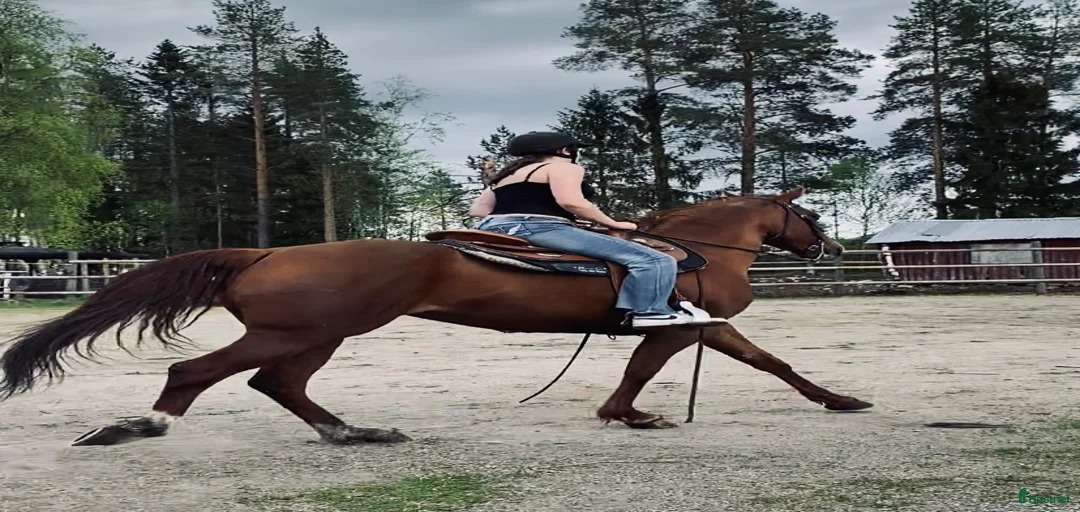 Galleribild {{count}}