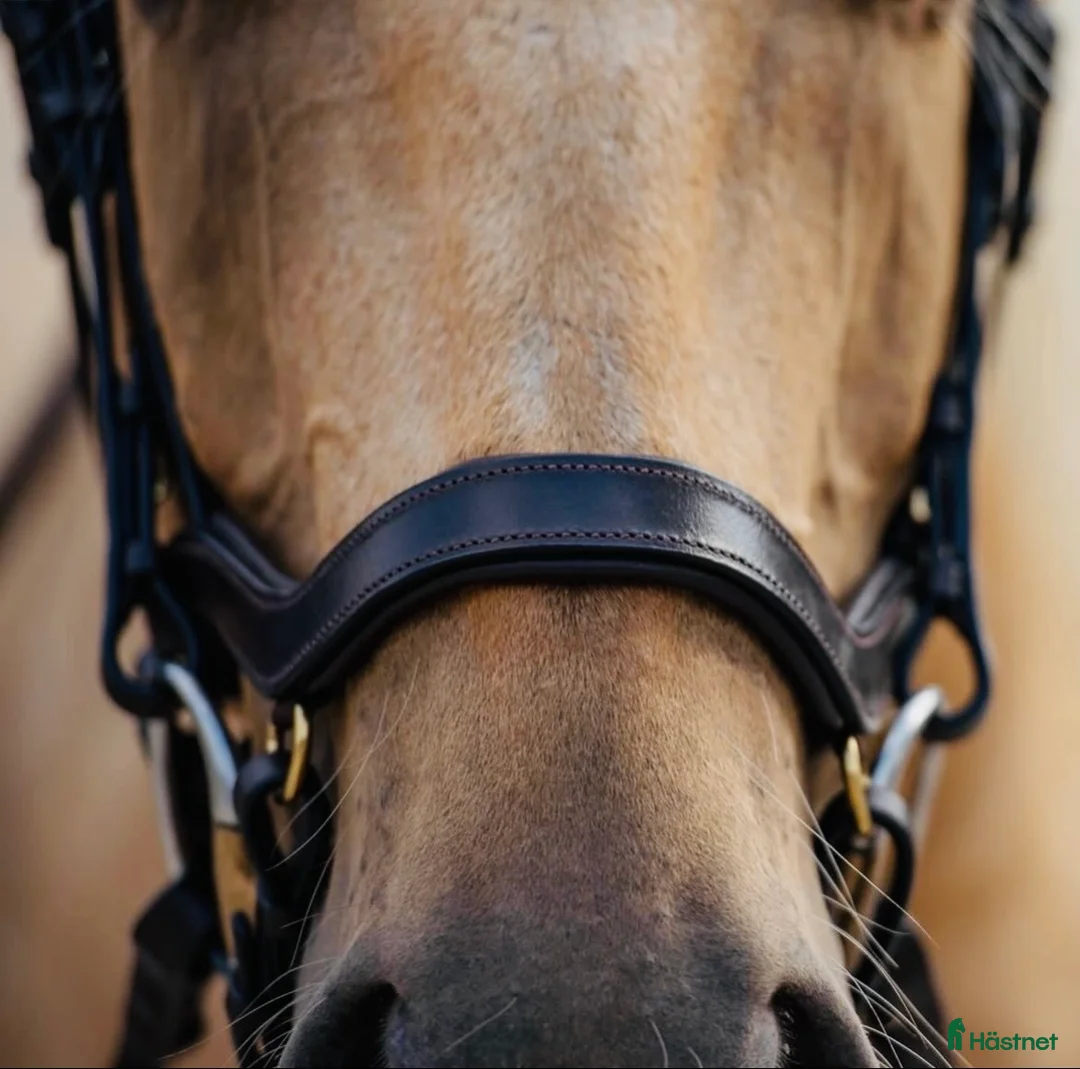 Träns hästutrustning till salu: Unikt träns! - Annons 2