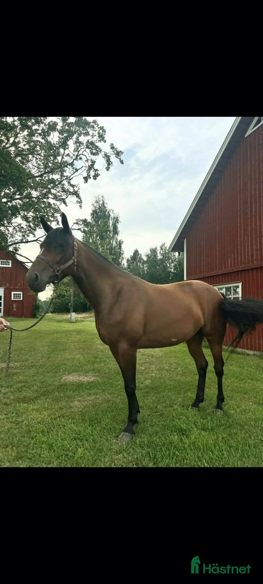 Allround hästar till salu: Varmblodssto  - Annons 2
