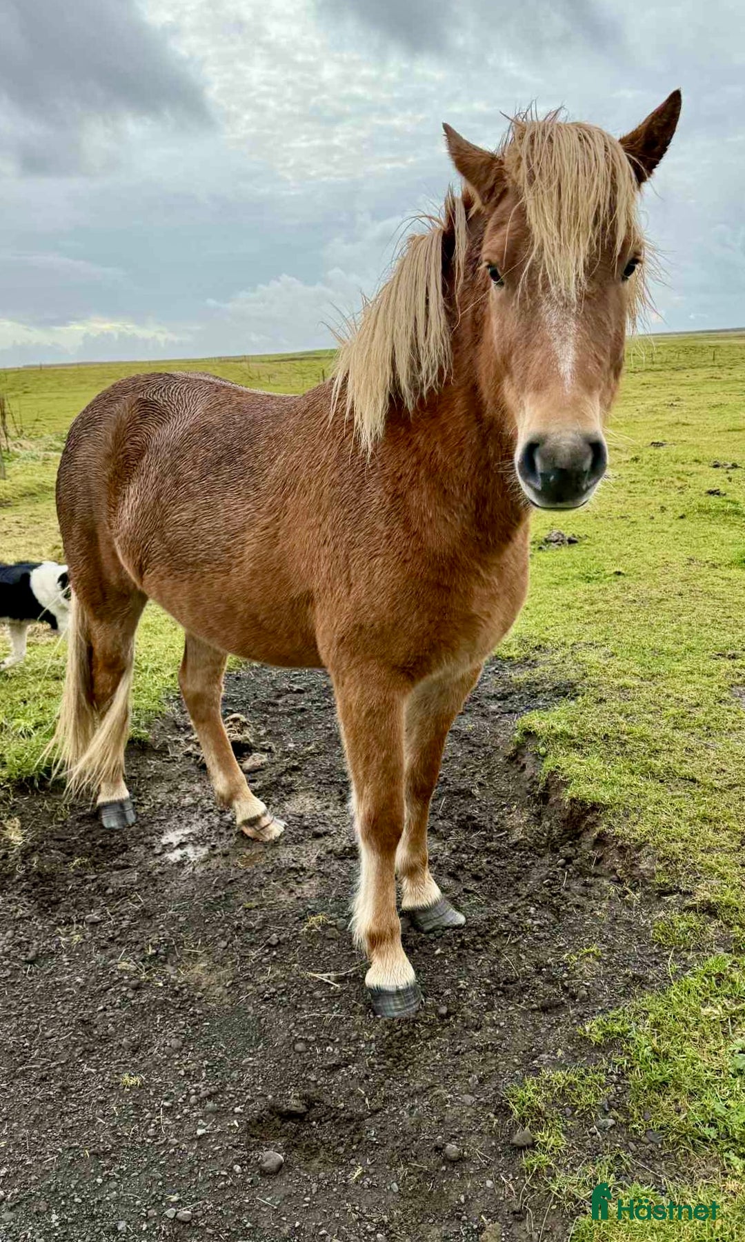 Island hästar till salu: Flera fina hästar med talang i Stockholm - Annons 5