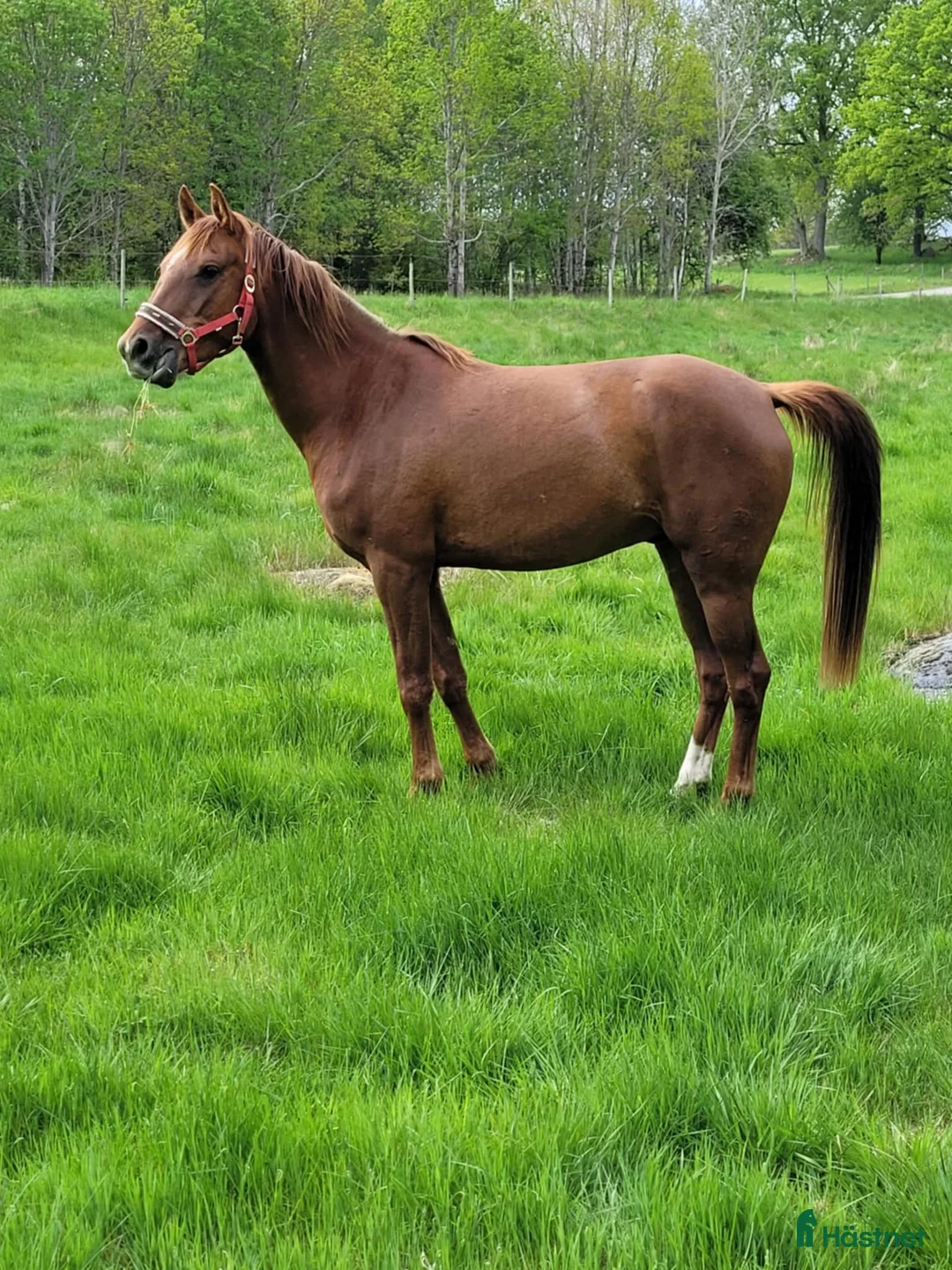 Allround hästar till salu: Angloarab  i Vislanda - Annons 10