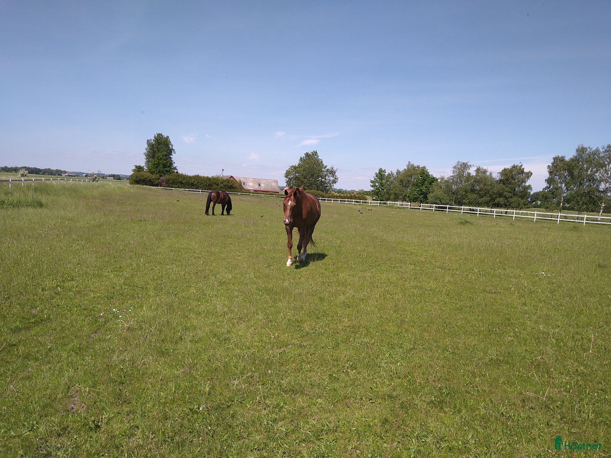  stallplats Boxplats med sommarbete i ett litet mysigt stall - Annons 7