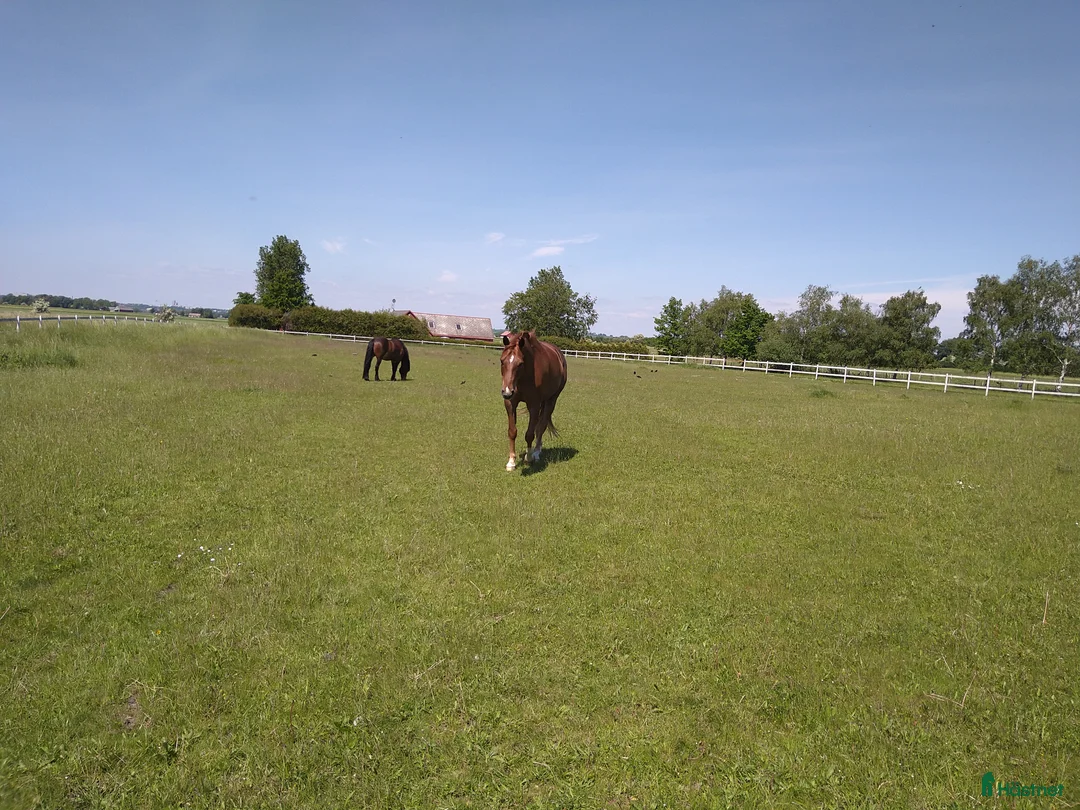  stallplats finnes: Boxplats med sommarbete i ett litet mysigt stall - Annons 1