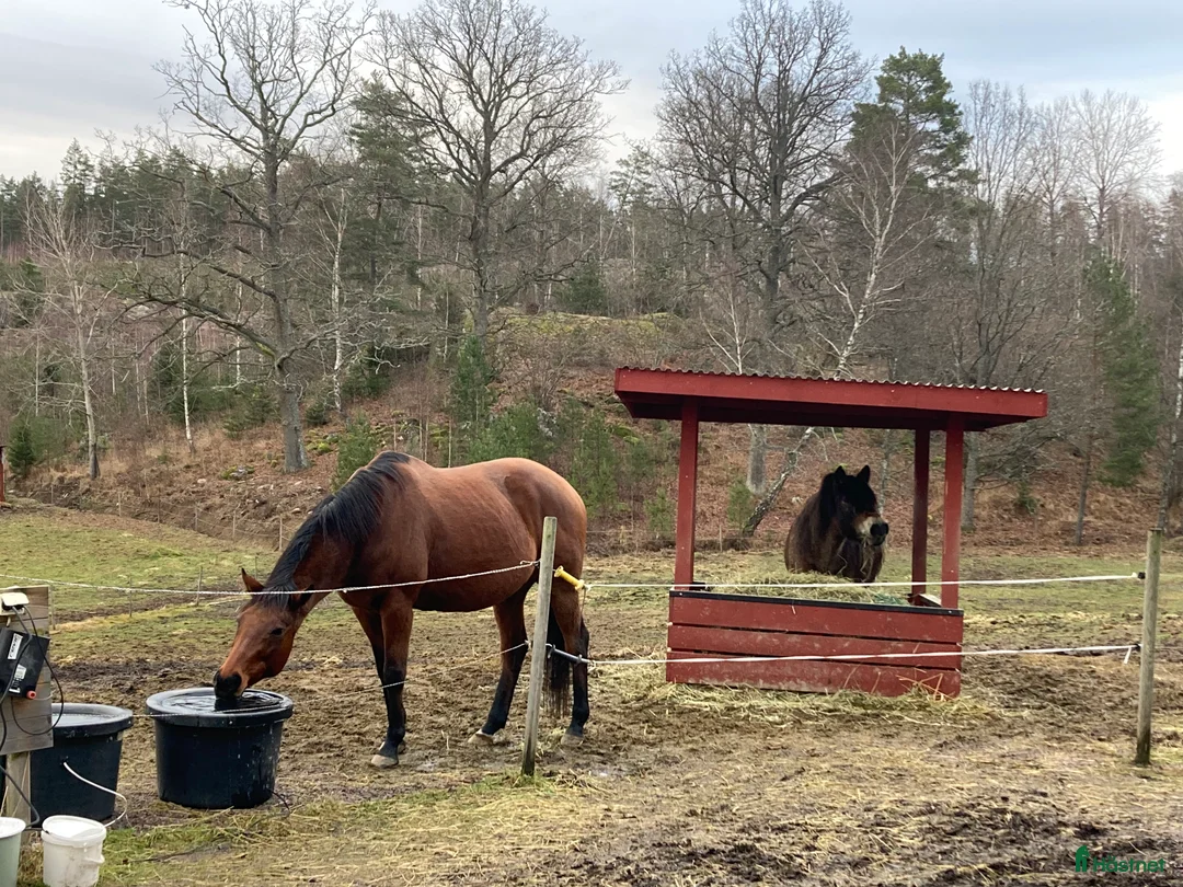  stallplats finnes: Plats finns i fin lösdrift i Kolmården i Kolmården - Annons 1
