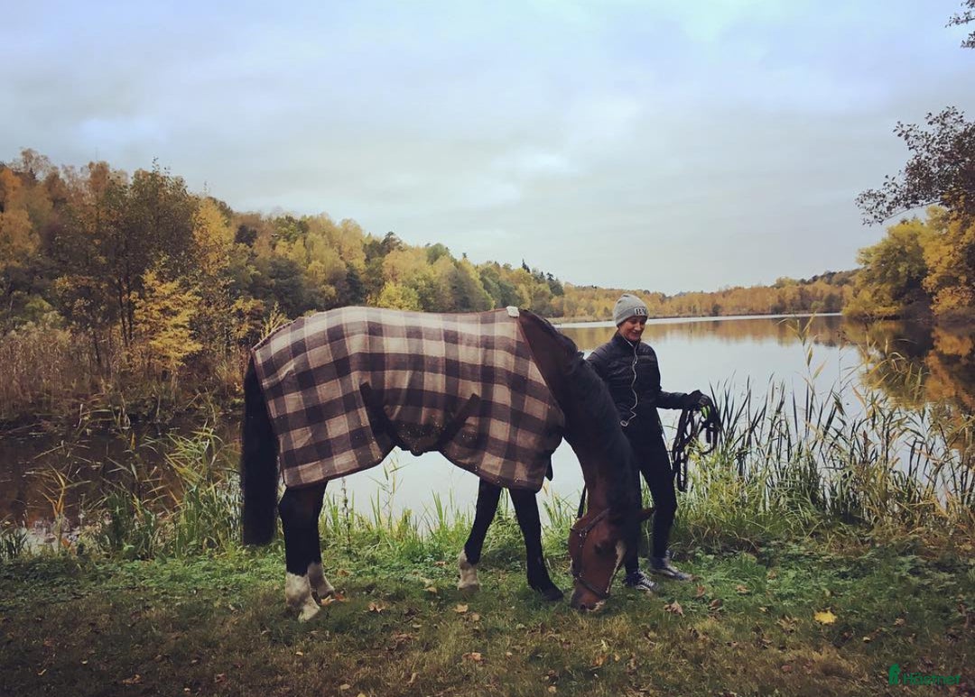  medryttarhäst sökes: Rutinerad medryttare söker trevlig häst i Stockholm - Annons 2