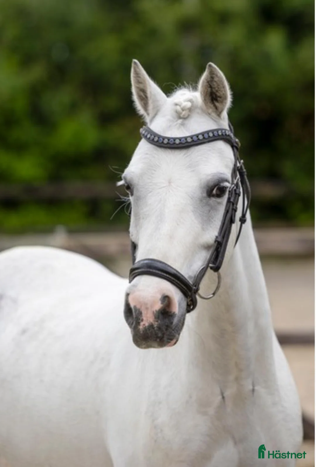 Allround hästar till salu: Drömponny - Annons 2