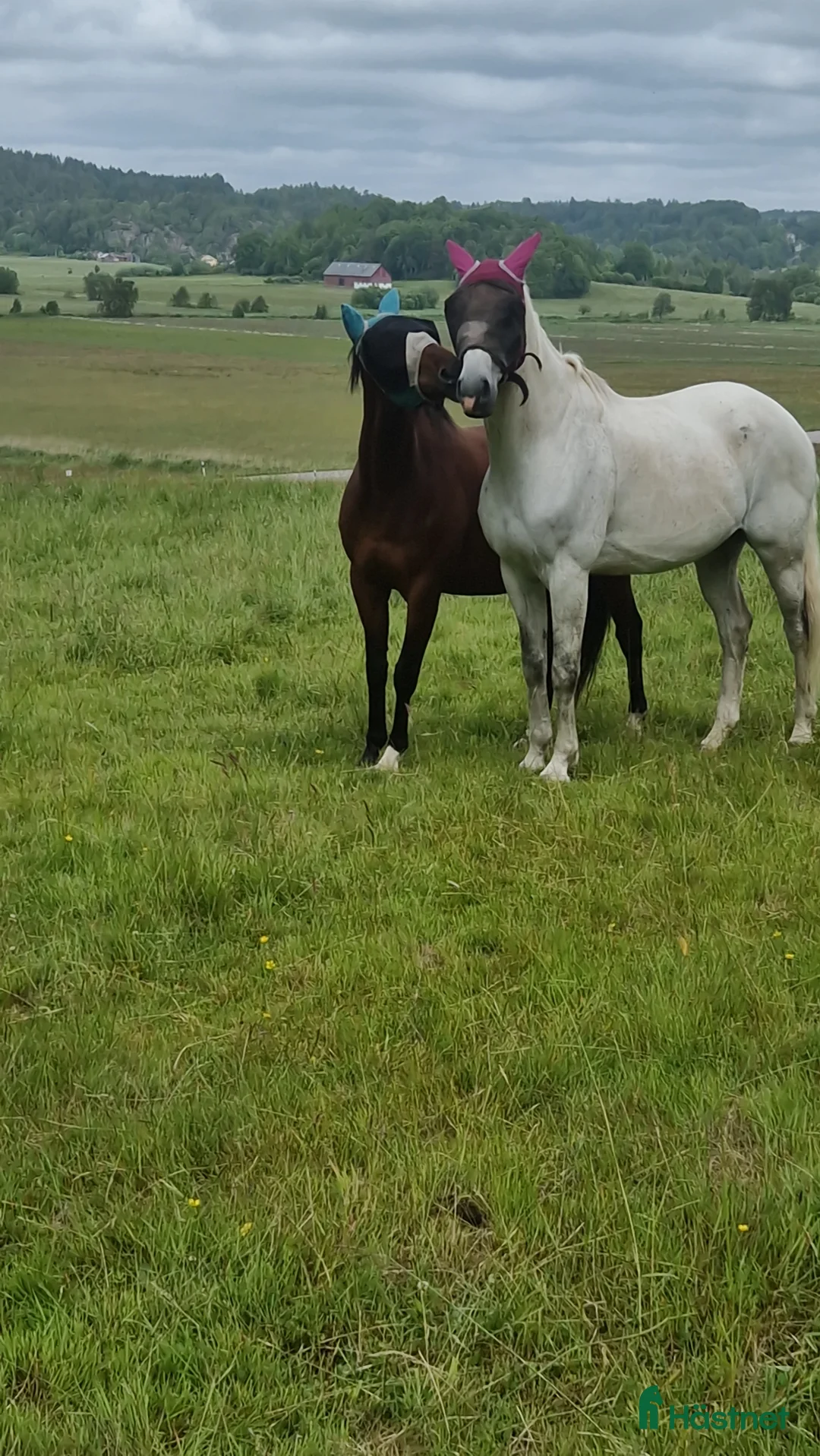  stallplats finnes: Mysig Lösdrift i lindome  - Annons 13