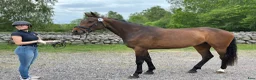  foderhäst finnes: 🐴 FODERVÄRD / SAMARBETE SÖKES – UPPLAND🐴 - Annons 1