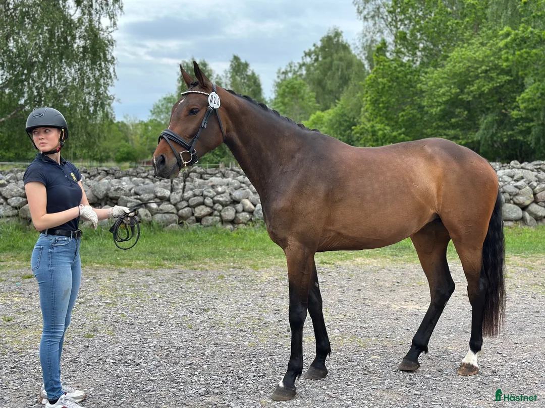  foderhäst finnes: 🐴 FODERVÄRD / SAMARBETE SÖKES – UPPLAND🐴 - Annons 1