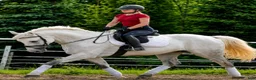 Allround hästar till salu: Exceptional Silesian Mare–The Star for your Future - Annons 8