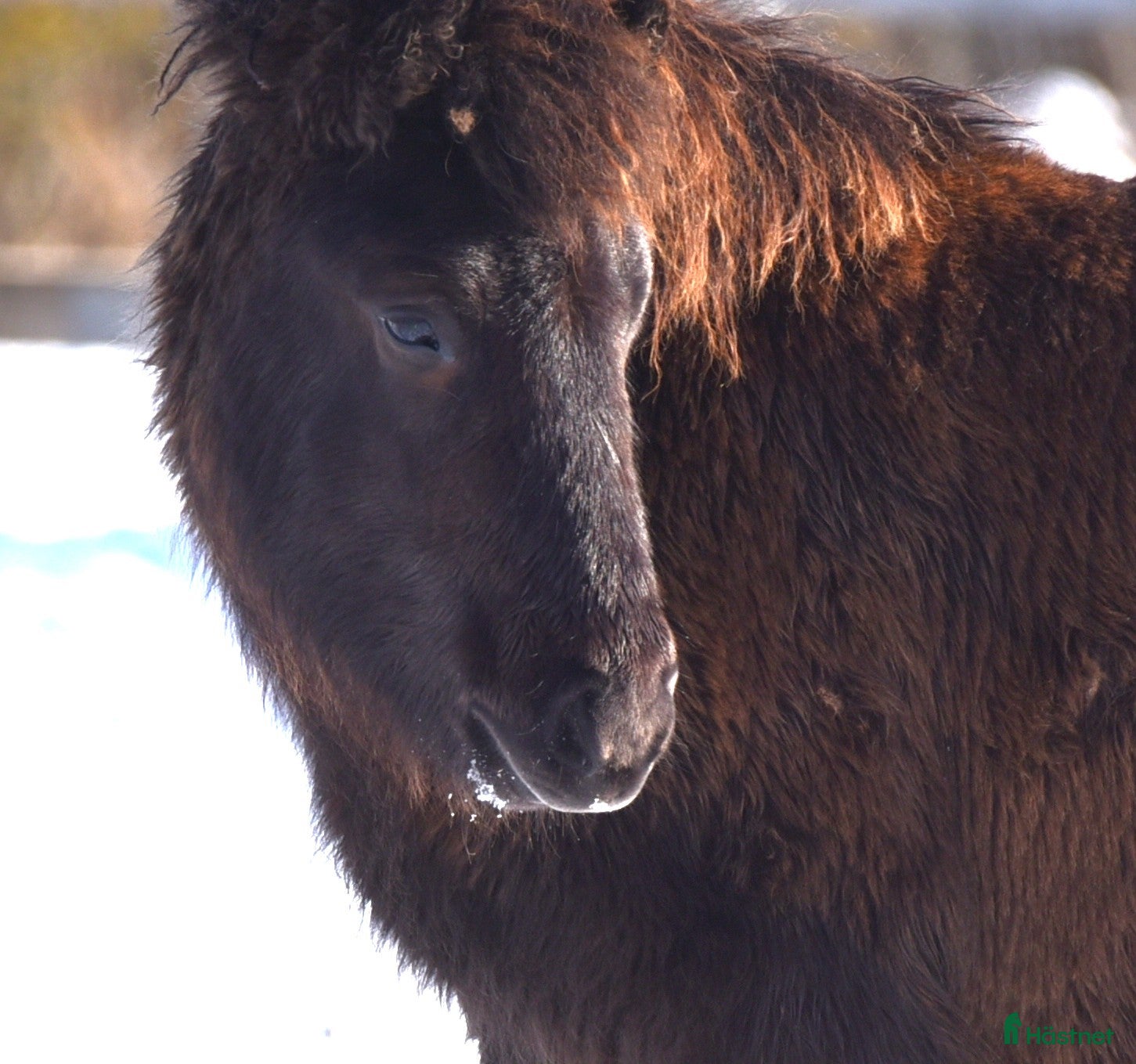  hästar Hingst född 2025 - Annons 11