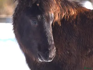 hästar Hingst född 2025 - Annons 11