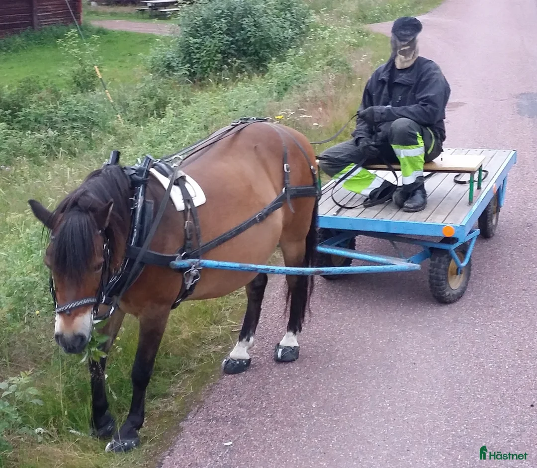 Körvagnar körning till salu: Flakvagn Fyrhjulsvagn Ponny i Älvdalen - Annons 8