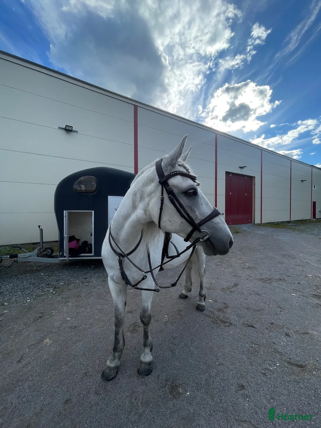 Allround hästar till salu: Hinderklok oslipad diamant 💎  i Luleå - Annons 2