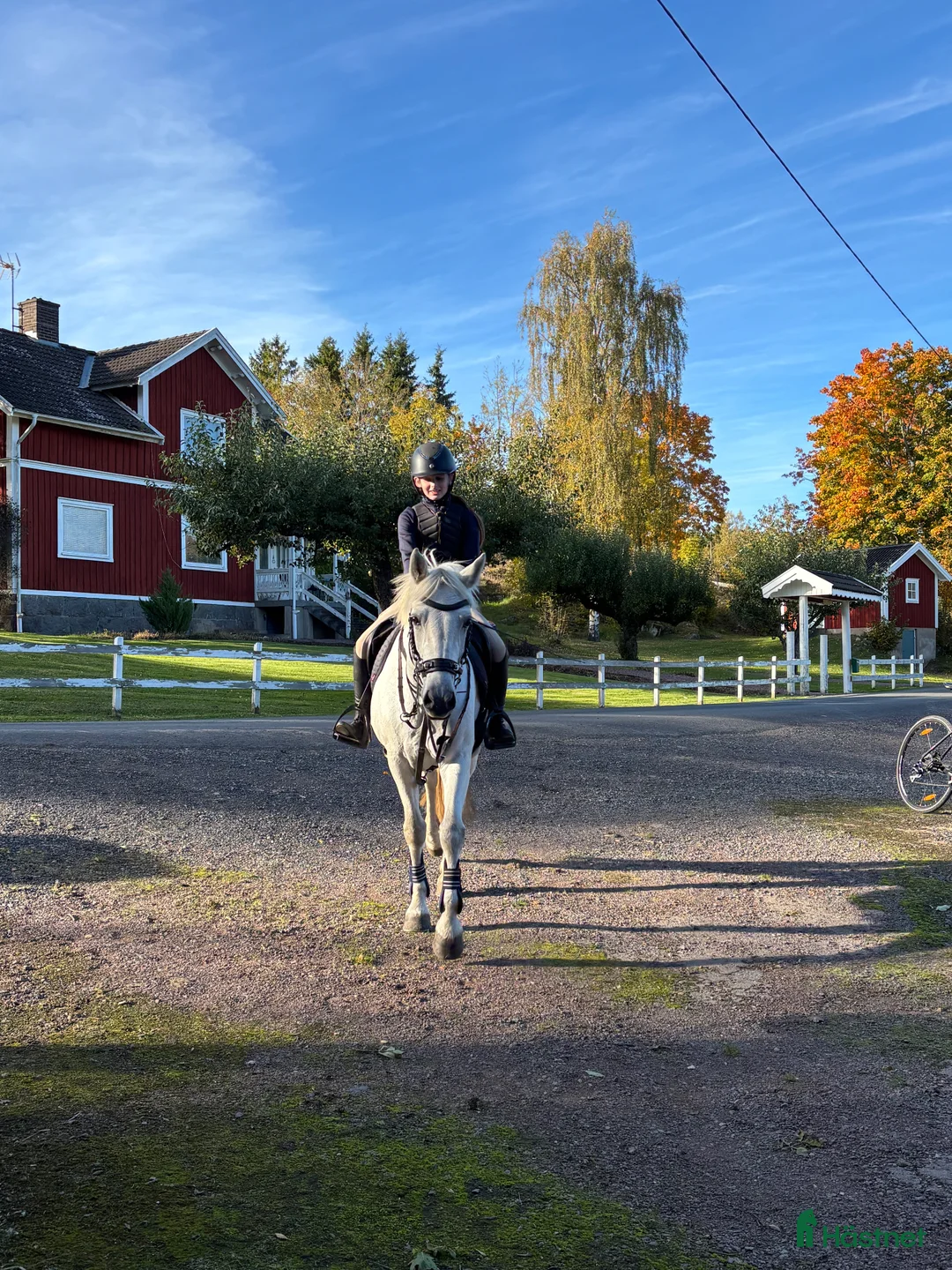 Övrigt hästar till salu: Snäll maxad c-ponny  - Annons 1