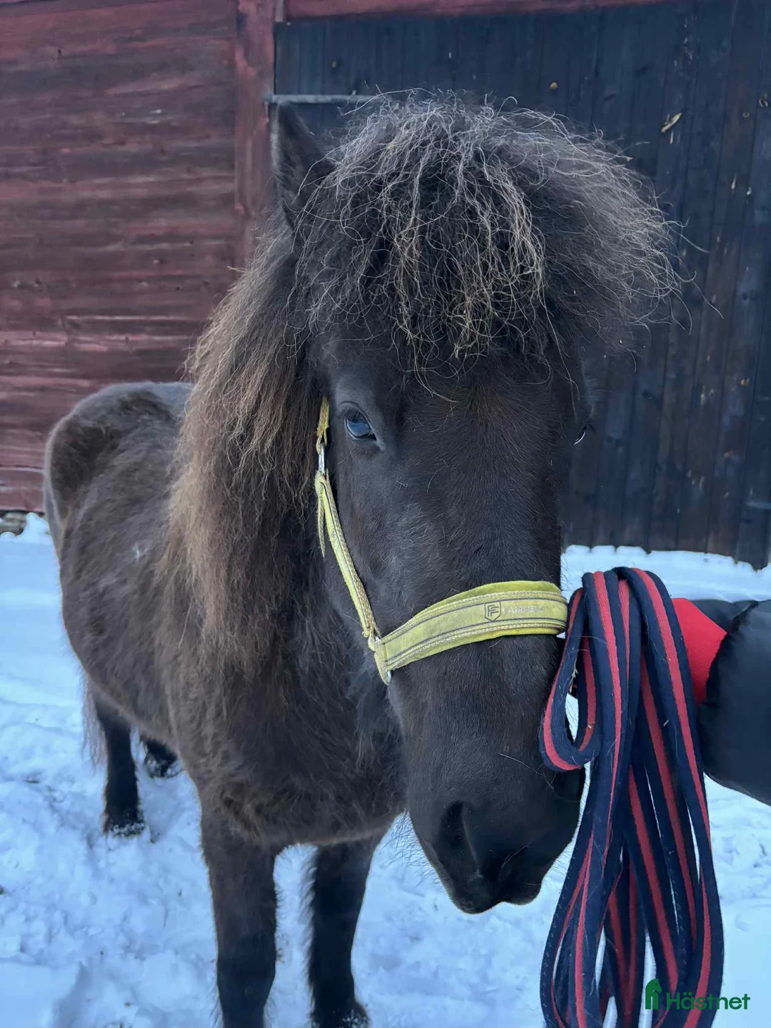 Island hästar till salu: Social unghäst i Köpingsvik - Annons 3
