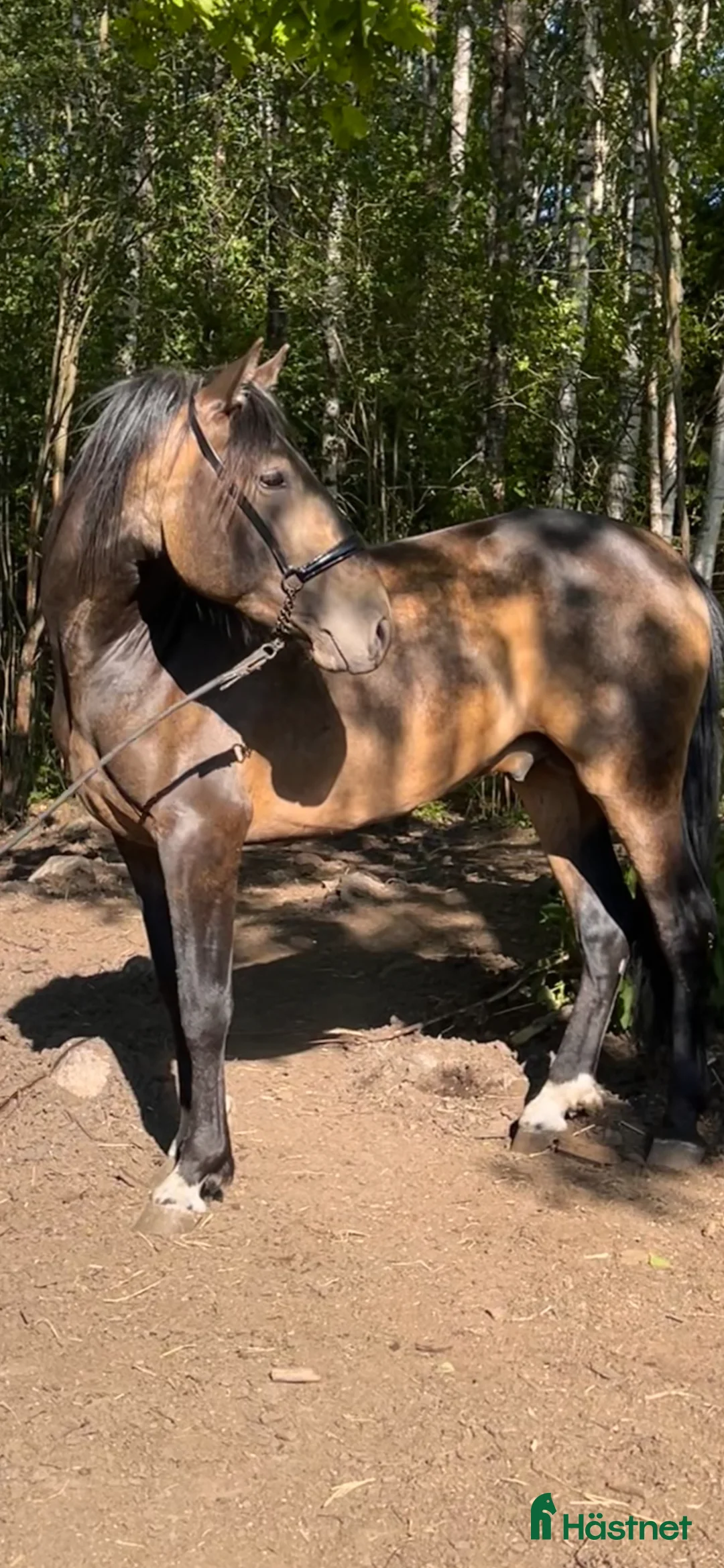 Allround hästar till salu: Nydelig PRE 3 års hingst selges i Hof - Annons 2