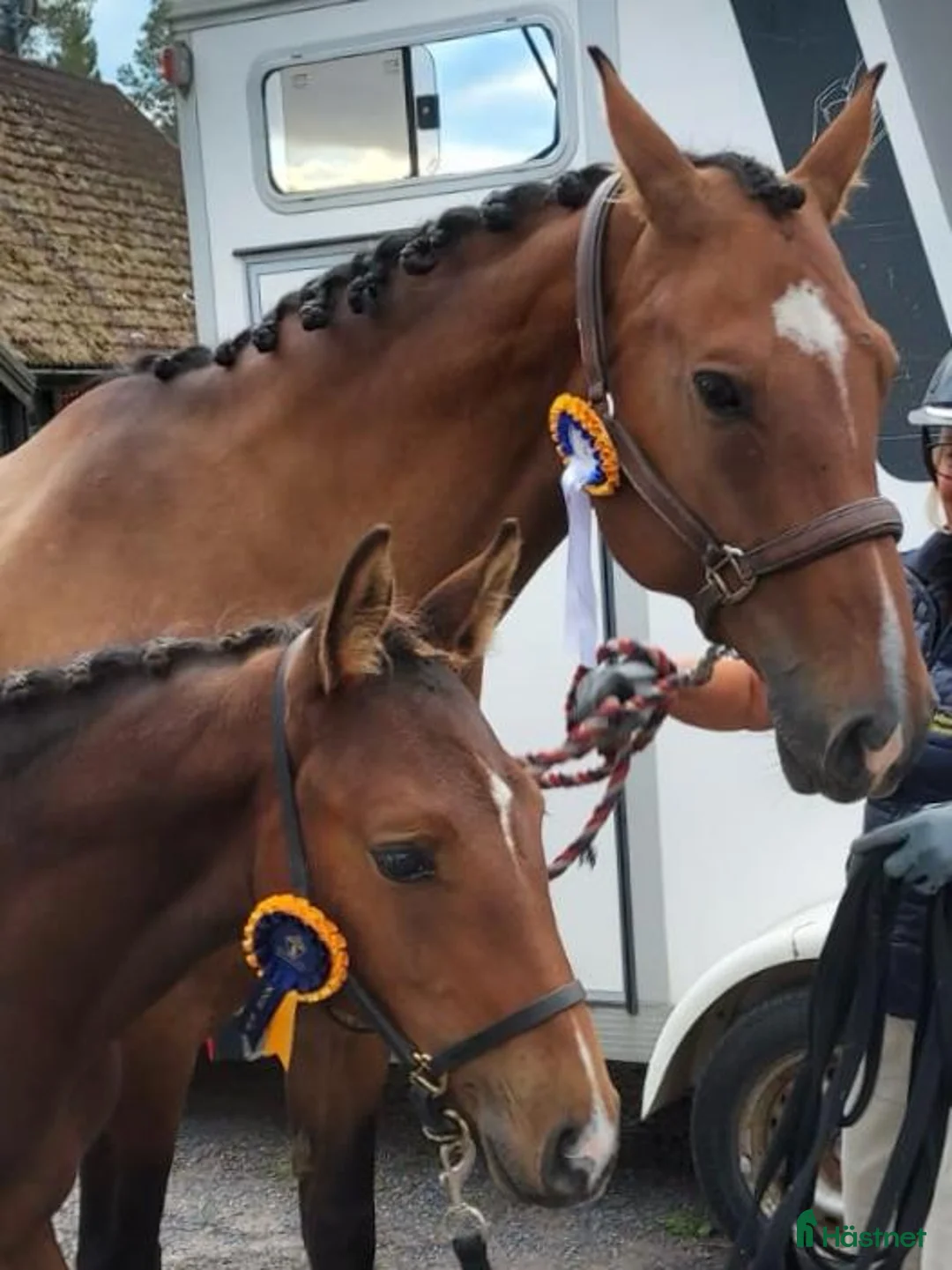 Avelshästar hästar till salu: Hoppsto - Annons 1