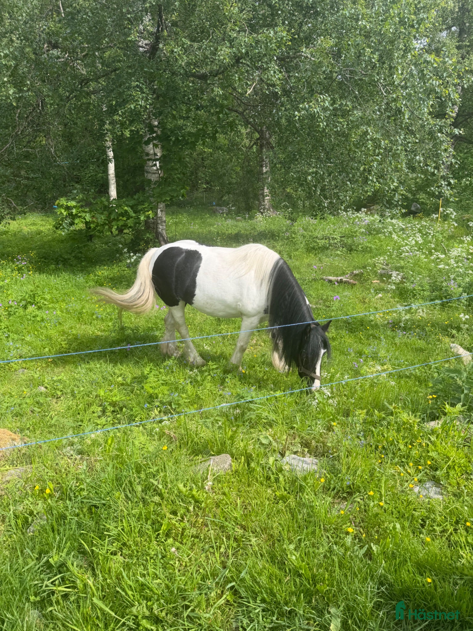  hästar Söker B-C ponny - Annons 4