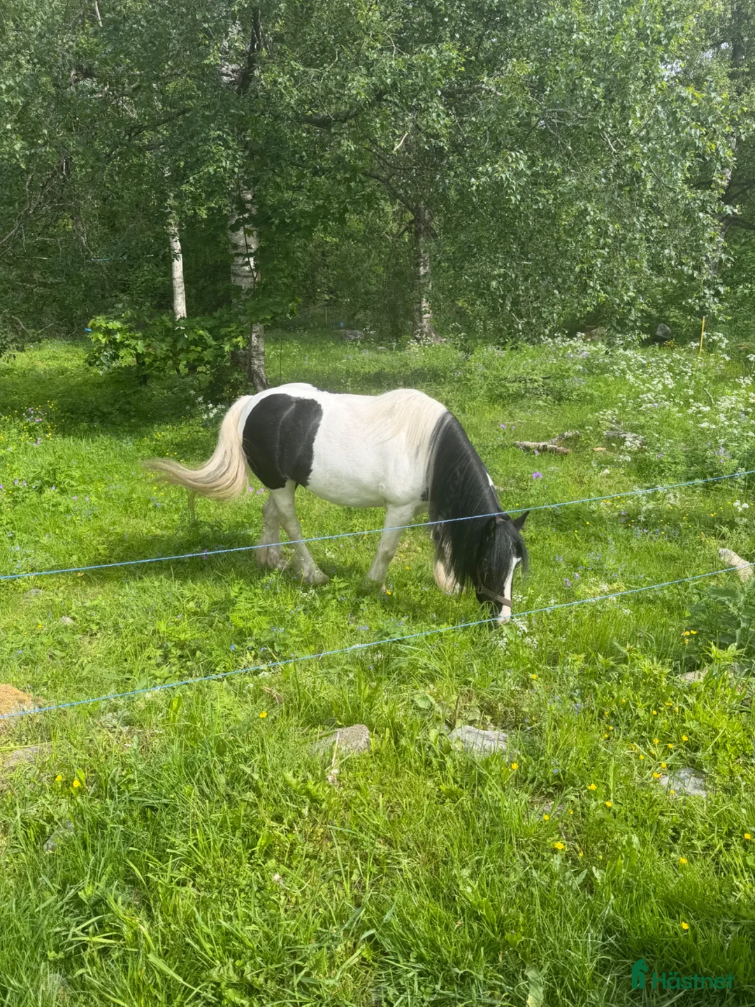 Allround hästar sökes: Söker B-C ponny - Annons 1