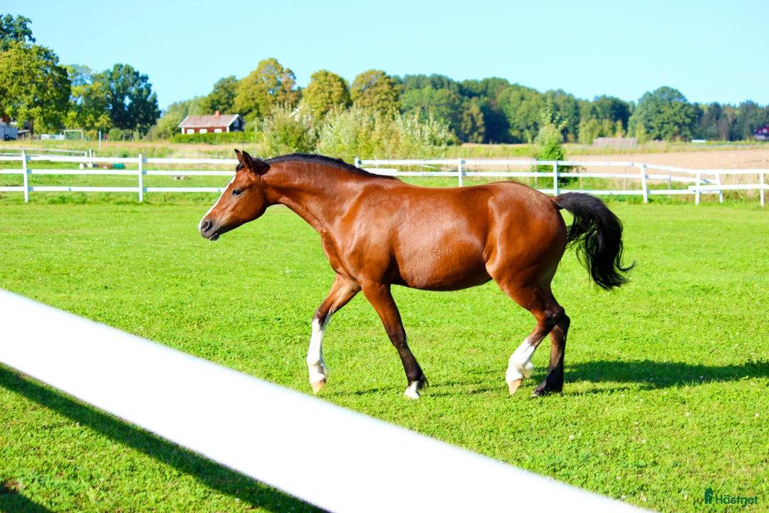 Allround hästar till salu: ✨Guldbelönad Welsh i storlek för både barn & vuxna i Vingåker - Annons 1