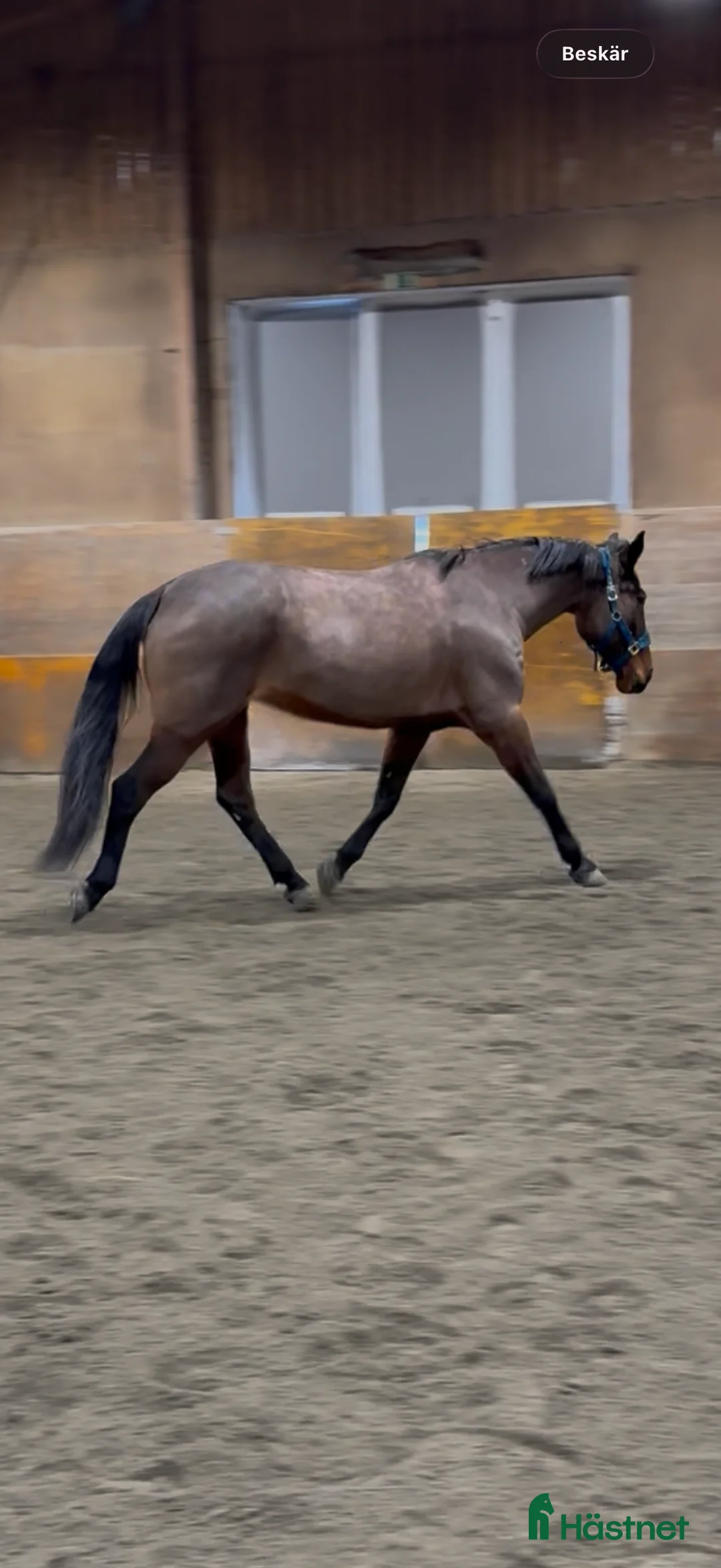 Allround hästar till salu: Superfin häst - Annons 7
