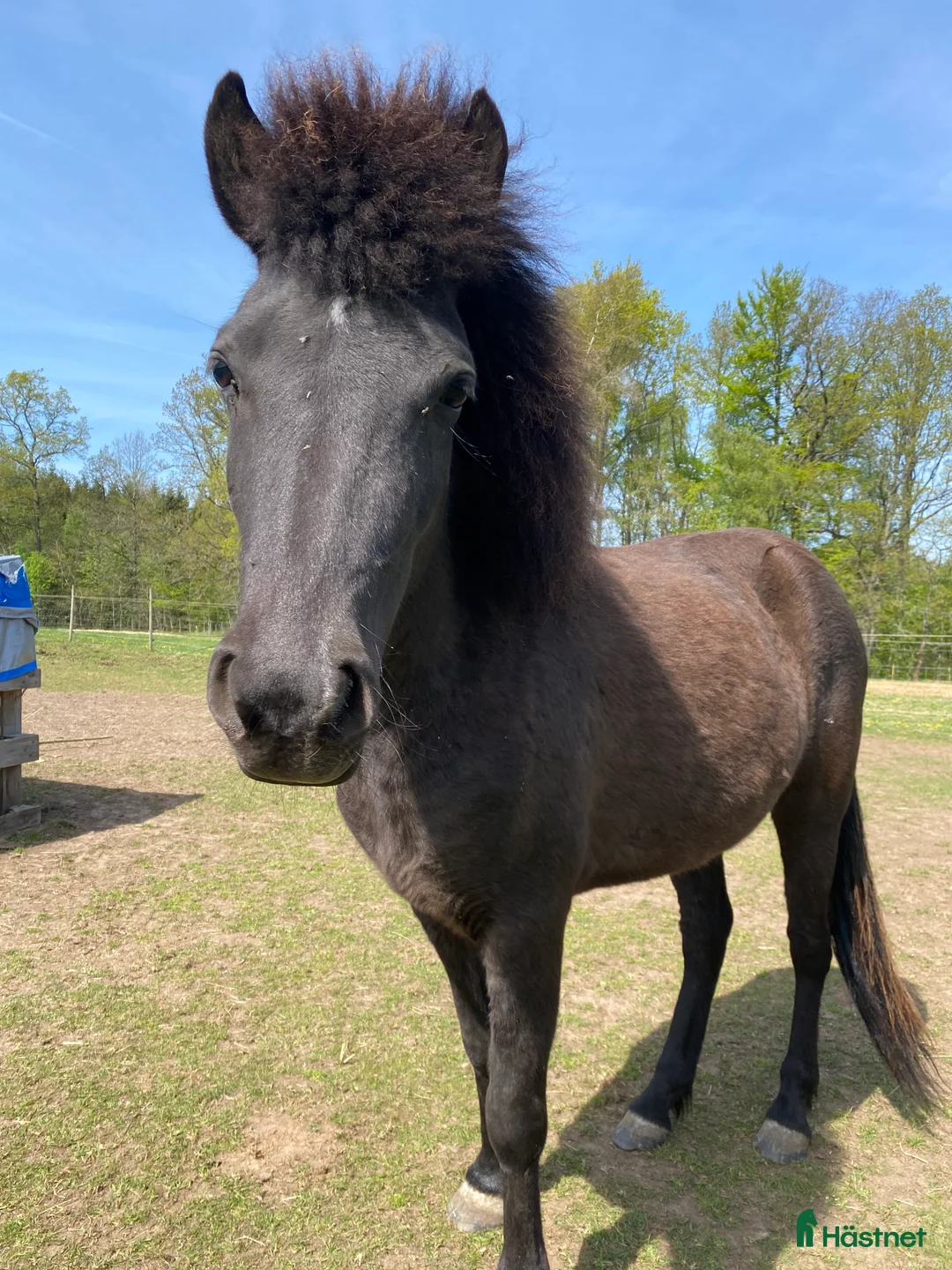 Island hästar till salu: 5-årigt islandssto i Munka-ljungby - Annons 2