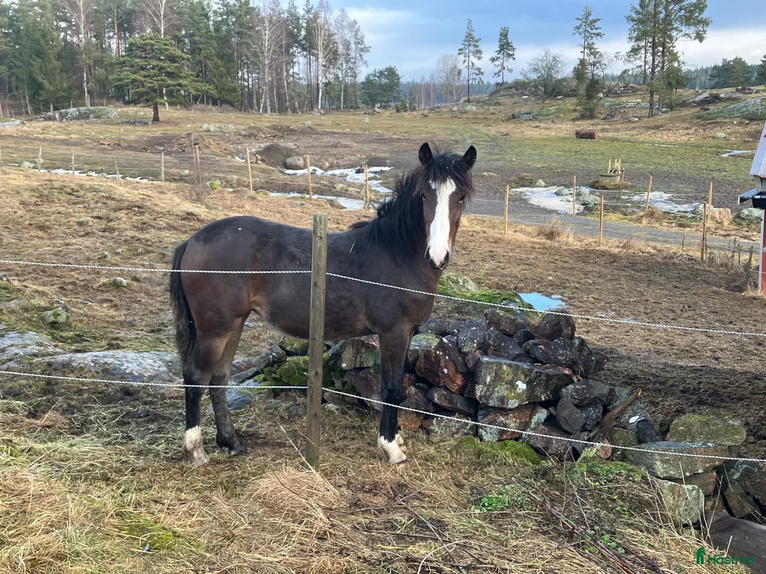 Trav hästar till salu: Fint Kallblodsto i Vikbolandet - Annons 2