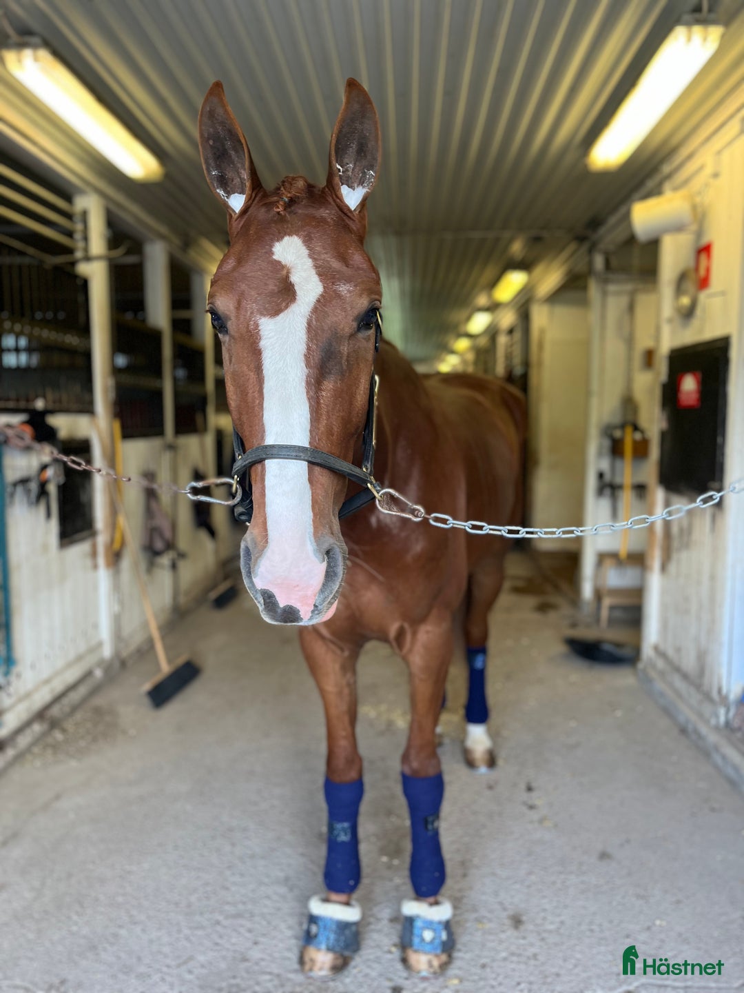 Allround hästar till salu: Världens snällaste guldkille! i Borlänge - Annons 1