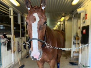 Allround hästar till salu: Världens snällaste guldkille! i Borlänge - Annons 4