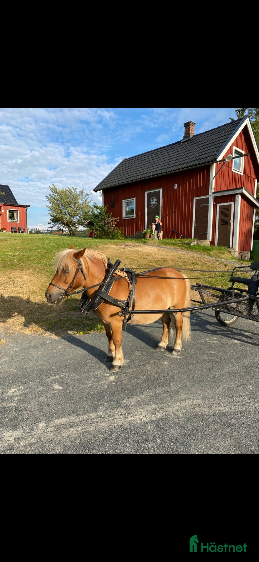 Körselar körning till salu: Loksele komplett Shetland  - Annons 2