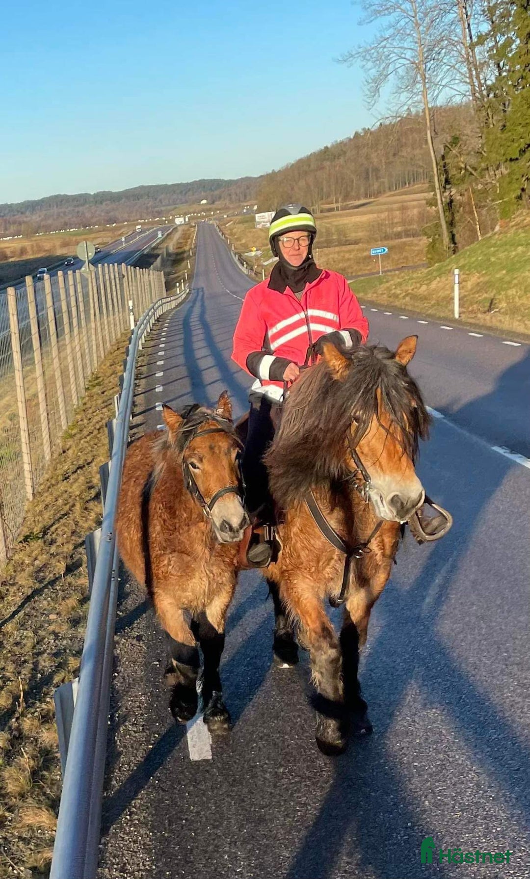 Körning hästar till salu: Dräktigt Elitsto samt Pigall 7 mån i Lilla Edet - Annons 14