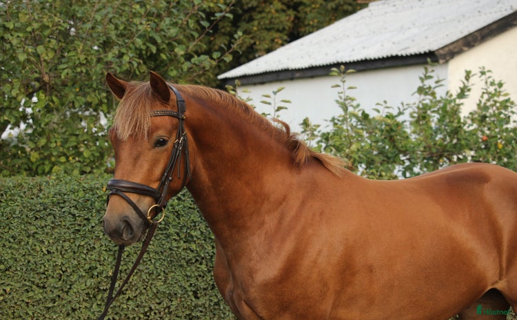  hästar i Tomelilla - Annons 7