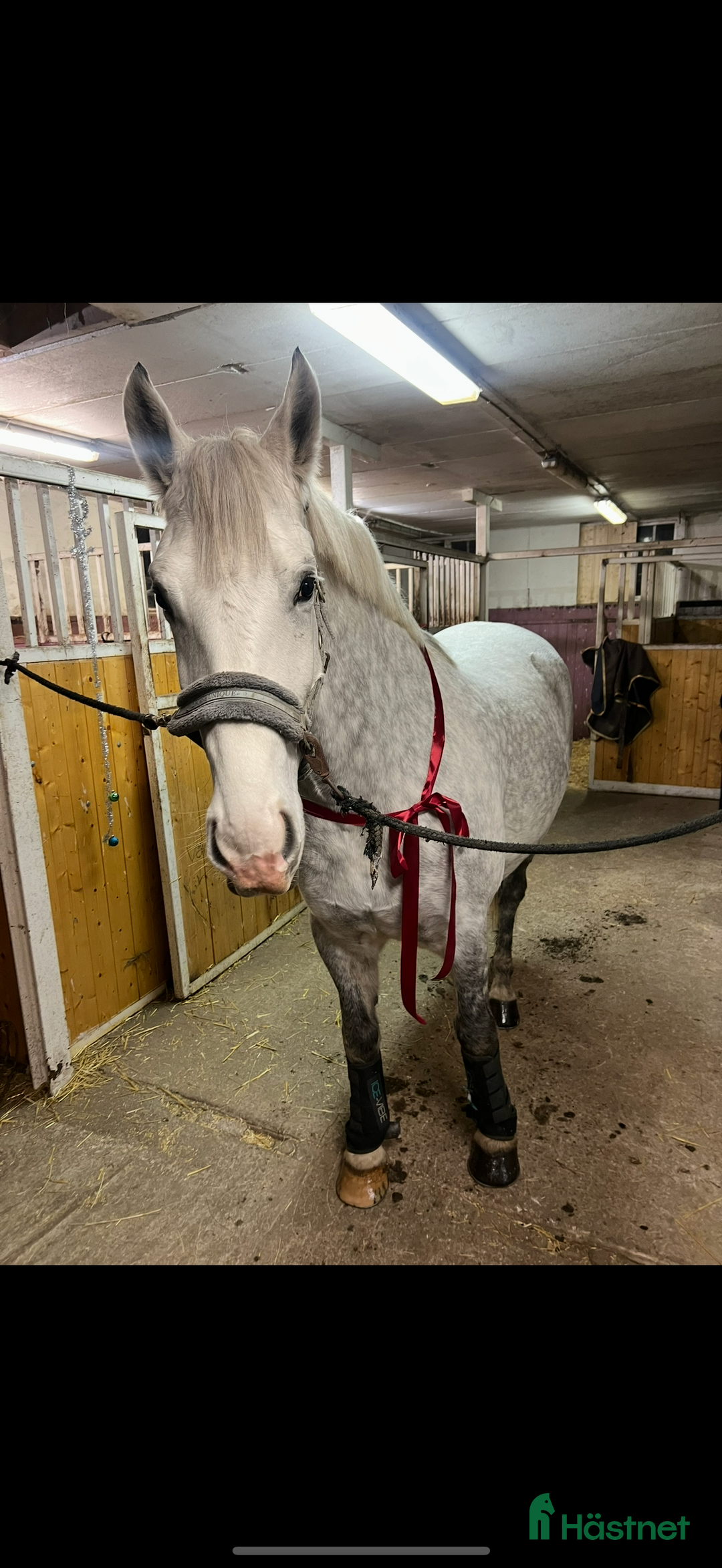 Allround hästar till salu: Häftig häst med hjärtat på rätt ställe i Kumla - Annons 6