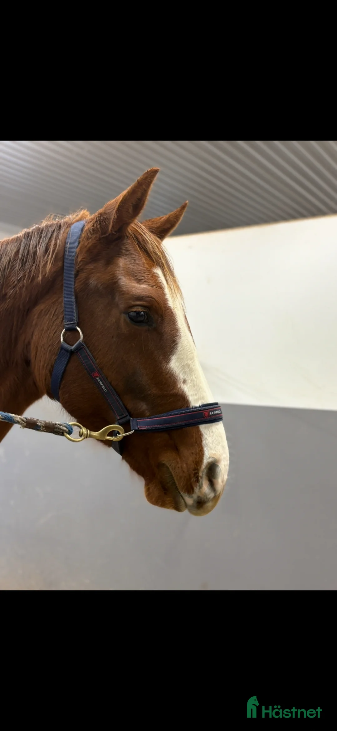 Hoppning hästar till salu: Hoppämne säljes  i Lyckeby - Annons 2