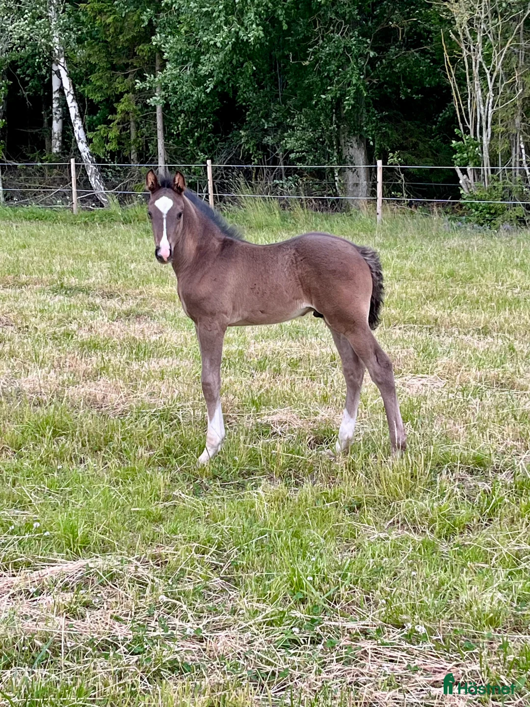 Hoppning hästar till salu: Trevlig Åring  - Annons 1