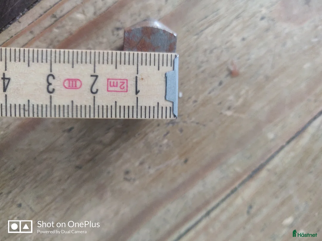 Övrig Hästutrustning hästutrustning till salu: Brodd 7/16 - Annons 2