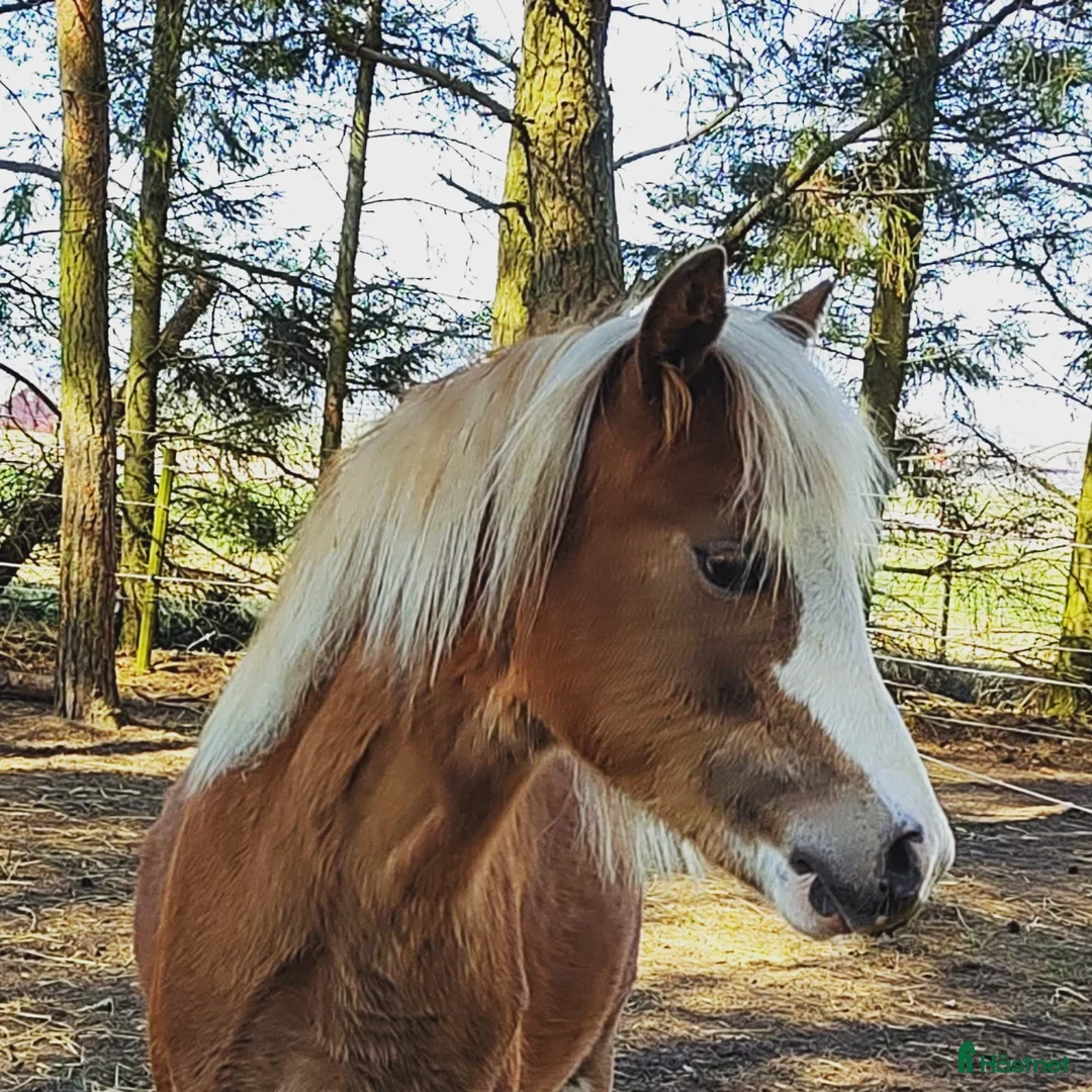 Allround hästar till salu: Welsh mountainhingst - Annons 1