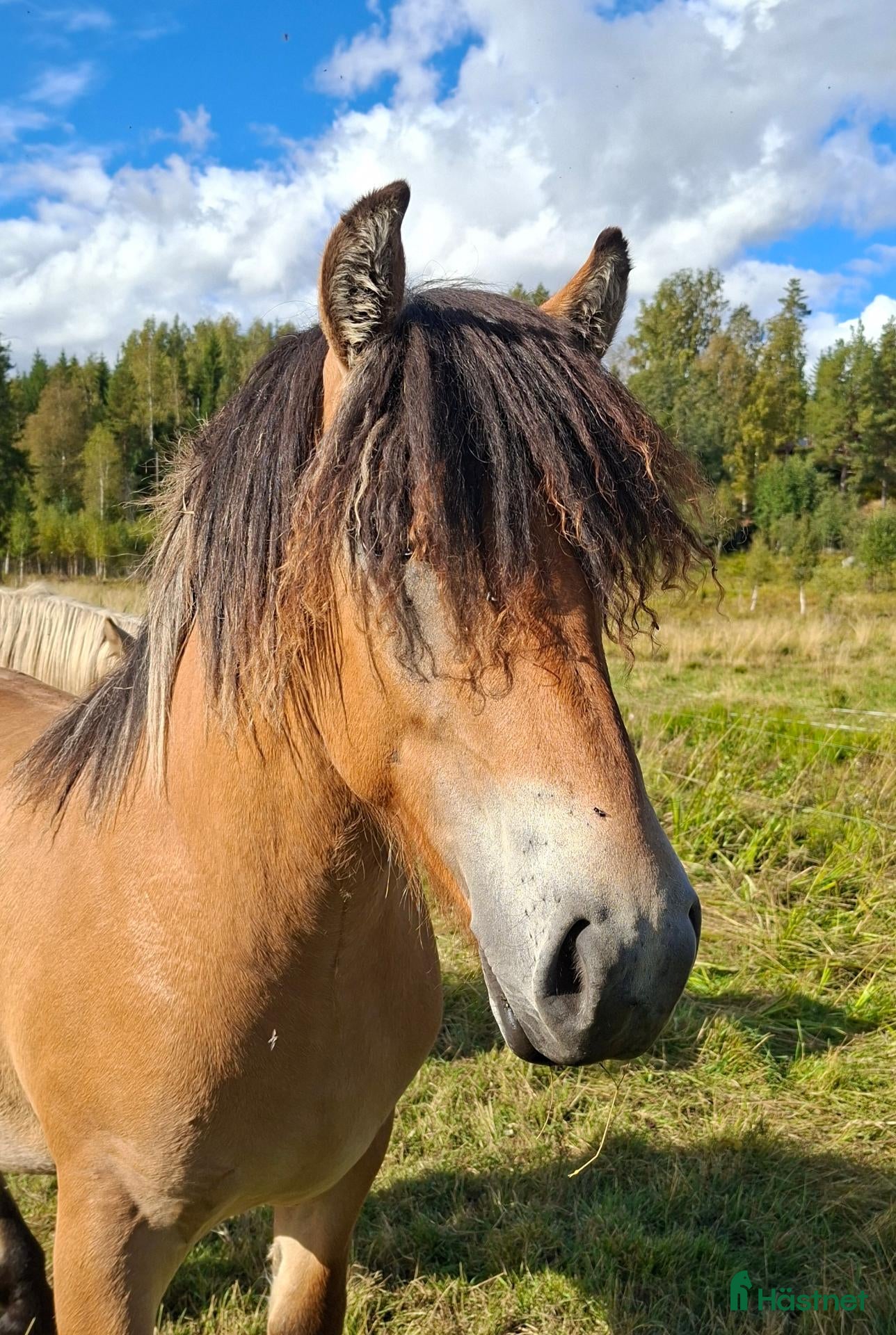 hästar Forma din egen drömprins - Annons 3